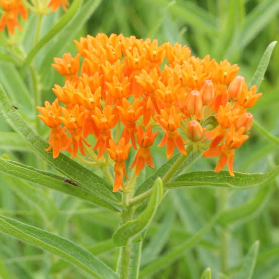 Butterfly Milkweed