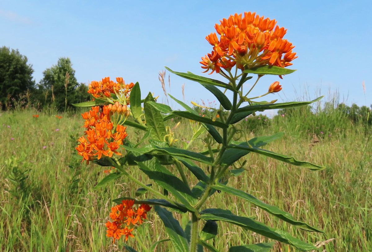 Butterfly Milkweed