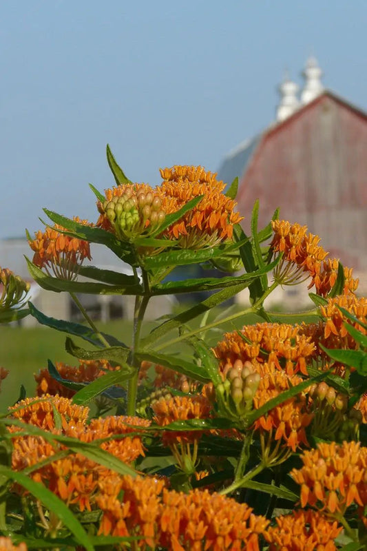 Butterfly Milkweed