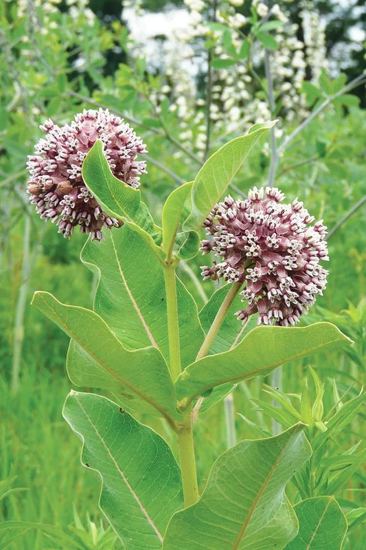 Common Milkweed