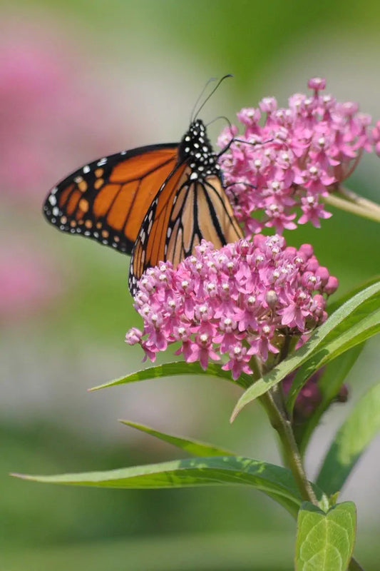 Red Milkweed